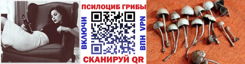 Галлюциногенные грибы прущие грибы Дыгулыбгей